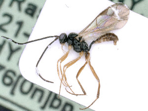 ( - BC-ZSM-HYM-24108-C05)  @11 [ ] by-nc-sa (2020) SNSB, Staatliche Naturwissenschaftliche Sammlungen Bayerns SNSB, Zoologische Staatssammlung Muenchen