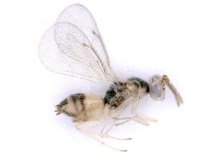  ( - BC-ZSM-HYM-24108-E07)  @12 [ ] CreativeCommons - Attribution Non-Commercial Share-Alike (2016) SNSB, Staatliche Naturwissenschaftliche Sammlungen Bayerns ZSM (SNSB, Zoologische Staatssammlung Muenchen)