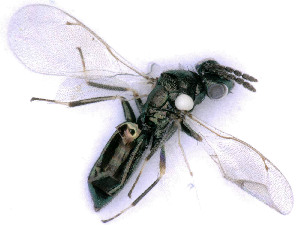  ( - BC-ZSM-HYM-24109-A09)  @13 [ ] by-nc-sa (2020) SNSB, Staatliche Naturwissenschaftliche Sammlungen Bayerns SNSB, Zoologische Staatssammlung Muenchen