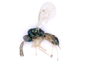 ( - BC-ZSM-HYM-24114-H08)  @13 [ ] CreativeCommons - Attribution Non-Commercial Share-Alike (2016) SNSB, Staatliche Naturwissenschaftliche Sammlungen Bayerns ZSM (SNSB, Zoologische Staatssammlung Muenchen)