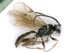  ( - BC-ZSM-HYM-24115-F09)  @12 [ ] CreativeCommons - Attribution Non-Commercial Share-Alike (2016) SNSB, Staatliche Naturwissenschaftliche Sammlungen Bayerns ZSM (SNSB, Zoologische Staatssammlung Muenchen)