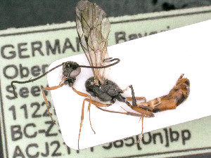  ( - BC-ZSM-HYM-24116-B03)  @11 [ ] by-nc-sa (2020) SNSB, Staatliche Naturwissenschaftliche Sammlungen Bayerns SNSB, Zoologische Staatssammlung Muenchen