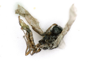  ( - BC-ZSM-HYM-24117-E08)  @12 [ ] by-nc-sa (2020) SNSB, Staatliche Naturwissenschaftliche Sammlungen Bayerns SNSB, Zoologische Staatssammlung Muenchen