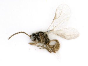  ( - BC-ZSM-HYM-24118-A03)  @13 [ ] CreativeCommons - Attribution Non-Commercial Share-Alike (2016) SNSB, Staatliche Naturwissenschaftliche Sammlungen Bayerns ZSM (SNSB, Zoologische Staatssammlung Muenchen)