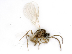  ( - BC-ZSM-HYM-24118-A04)  @13 [ ] CreativeCommons - Attribution Non-Commercial Share-Alike (2016) SNSB, Staatliche Naturwissenschaftliche Sammlungen Bayerns ZSM (SNSB, Zoologische Staatssammlung Muenchen)