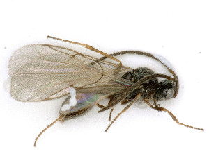  ( - BC-ZSM-HYM-24118-C04)  @11 [ ] by-nc-sa (2020) SNSB, Staatliche Naturwissenschaftliche Sammlungen Bayerns SNSB, Zoologische Staatssammlung Muenchen