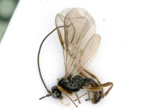  ( - BC-ZSM-HYM-24118-C07)  @11 [ ] by-nc-sa (2020) SNSB, Staatliche Naturwissenschaftliche Sammlungen Bayerns SNSB, Zoologische Staatssammlung Muenchen