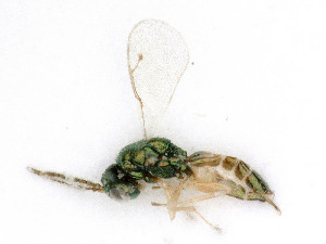  ( - BC-ZSM-HYM-24119-C05)  @11 [ ] by-nc-sa (2020) SNSB, Staatliche Naturwissenschaftliche Sammlungen Bayerns SNSB, Zoologische Staatssammlung Muenchen