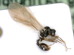  ( - BC-ZSM-HYM-24121-E05)  @13 [ ] CreativeCommons - Attribution Non-Commercial Share-Alike (2016) SNSB, Staatliche Naturwissenschaftliche Sammlungen Bayerns ZSM (SNSB, Zoologische Staatssammlung Muenchen)