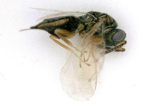  ( - BC-ZSM-HYM-24122-G12)  @11 [ ] by-nc-sa (2020) SNSB, Staatliche Naturwissenschaftliche Sammlungen Bayerns SNSB, Zoologische Staatssammlung Muenchen