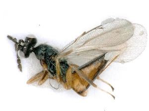  ( - BC-ZSM-HYM-24123-B07)  @11 [ ] by-nc-sa (2020) SNSB, Staatliche Naturwissenschaftliche Sammlungen Bayerns SNSB, Zoologische Staatssammlung Muenchen