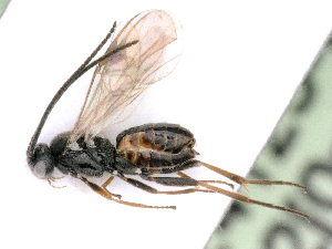  (Cotesia xylina - BC-ZSM-HYM-24123-D06)  @15 [ ] CreativeCommons - Attribution Non-Commercial Share-Alike (2016) SNSB, Staatliche Naturwissenschaftliche Sammlungen Bayerns ZSM (SNSB, Zoologische Staatssammlung Muenchen)