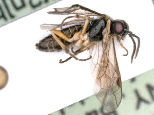  ( - BC-ZSM-HYM-24123-H05)  @11 [ ] by-nc-sa (2020) SNSB, Staatliche Naturwissenschaftliche Sammlungen Bayerns SNSB, Zoologische Staatssammlung Muenchen