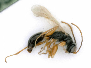  ( - BC-ZSM-HYM-24125-A02)  @12 [ ] by-nc-sa (2020) SNSB, Staatliche Naturwissenschaftliche Sammlungen Bayerns SNSB, Zoologische Staatssammlung Muenchen