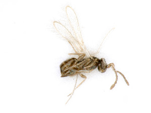  ( - BC-ZSM-HYM-24125-A03)  @12 [ ] by-nc-sa (2020) SNSB, Staatliche Naturwissenschaftliche Sammlungen Bayerns SNSB, Zoologische Staatssammlung Muenchen