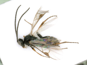  ( - BC-ZSM-HYM-24125-B08)  @14 [ ] CreativeCommons - Attribution Non-Commercial Share-Alike (2016) SNSB, Staatliche Naturwissenschaftliche Sammlungen Bayerns ZSM (SNSB, Zoologische Staatssammlung Muenchen)