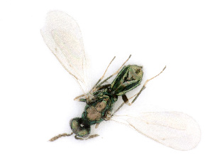  ( - BC-ZSM-HYM-24127-G08)  @12 [ ] CreativeCommons - Attribution Non-Commercial Share-Alike (2016) SNSB, Staatliche Naturwissenschaftliche Sammlungen Bayerns ZSM (SNSB, Zoologische Staatssammlung Muenchen)