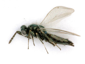  ( - BC-ZSM-HYM-24128-D05)  @13 [ ] by-nc-sa (2020) SNSB, Staatliche Naturwissenschaftliche Sammlungen Bayerns SNSB, Zoologische Staatssammlung Muenchen