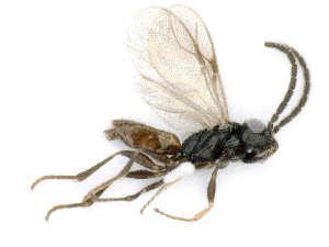  ( - BC-ZSM-HYM-24149-E09)  @11 [ ] by-nc-sa (2020) SNSB, Staatliche Naturwissenschaftliche Sammlungen Bayerns SNSB, Zoologische Staatssammlung Muenchen