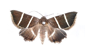  ( - K290695)  @13 [ ] CreativeCommons - Attribution Non-Commercial Share-Alike (2011) Andrew Mitchell Australian Museum