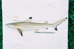  (Carcharhinus melanopterus - BPS-0199)  @14 [ ] Copyright (2002) Samuel P. Iglesias Museum national d'Histoire naturelle