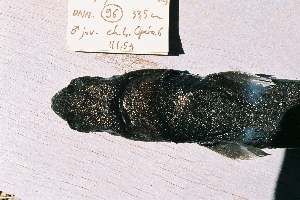  (Etmopterus lucifer - BPS-0450)  @13 [ ] Copyright (2002) Samuel P. Iglesias Museum national d'Histoire naturelle