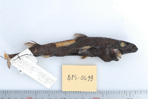  (Etmopterus fusus - BPS-0499)  @13 [ ] Copyright (2013) Samuel P. Iglesias Museum national d'Histoire naturelle
