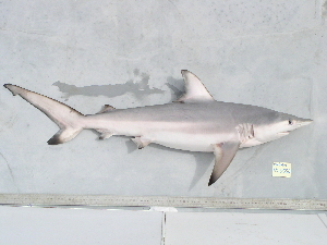  (Carcharhinus limbatus - BPS-0550)  @13 [ ] Copyright (2007) Samuel P. Iglesias Museum national d'Histoire naturelle