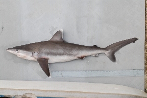  (Carcharhinus albimarginatus - BPS-0650)  @13 [ ] Copyright (2007) Samuel P. Iglesias Museum national d'Histoire naturelle