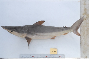  (Carcharhinus brevipinna - BPS-0651)  @14 [ ] Copyright (2013) Samuel P. Iglesias Museum national d'Histoire naturelle