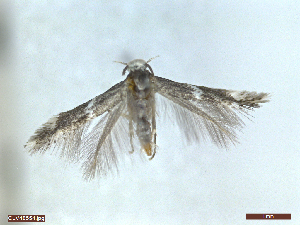  ( - CLV48554)  @11 [ ] CreativeCommons  Attribution Non-Commercial Share-Alike (2024) Carlos Lopez Vaamonde Institut National de la Recherche Agronomique, Zoologie Forestiere