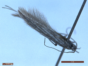  ( - CLV48598)  @11 [ ] CreativeCommons  Attribution Non-Commercial Share-Alike (2024) Carlos Lopez Vaamonde Institut National de la Recherche Agronomique, Zoologie Forestiere