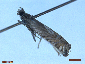  ( - CLV48601)  @11 [ ] CreativeCommons  Attribution Non-Commercial Share-Alike (2024) Carlos Lopez Vaamonde Institut National de la Recherche Agronomique, Zoologie Forestiere