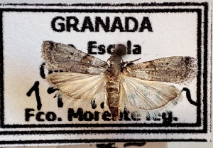  ( - CLV49303)  @11 [ ] CreativeCommons  Attribution Non-Commercial Share-Alike (2024) Carlos Lopez Vaamonde Institut National de la Recherche Agronomique, Zoologie Forestiere