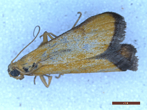  (Eurhodope incensella - CLV50049)  @11 [ ] CreativeCommons  Attribution Non-Commercial Share-Alike (2025) Carlos Lopez Vaamonde Institut National de la Recherche Agronomique, Zoologie Forestiere