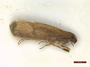  (Eriocottis paradoxella - CLV47973)  @11 [ ] CreativeCommons  Attribution Non-Commercial Share-Alike (2023) Carlos Lopez Vaamonde Institut National de la Recherche Agronomique, Zoologie Forestiere