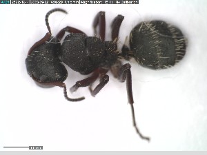  (Camponotus erinaceus - DNA_T1189)  @11 [ ] © (2024) Thomas Schmitzer Julius-Maximilians-Universität Würzburg