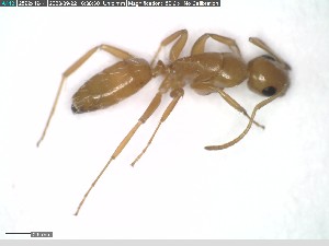 (Camponotus bottegoi - DNA_T1669)  @11 [ ] © (2024) Thomas Schmitzer Julius-Maximilians-Universität Würzburg