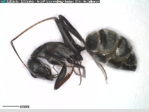  (Camponotus flavomarginatus - DNA_T1826)  @11 [ ] © (2024) Thomas Schmitzer Julius-Maximilians-Universität Würzburg