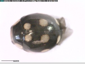 (Hyperaspis pantherina - DNA_T327)  @11 [ ] © (2024) Thomas Schmitzer Julius-Maximilians-Universität Würzburg