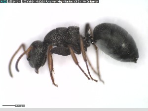  (Camponotus braunsi - DNA_T329)  @11 [ ] © (2024) Thomas Schmitzer Julius-Maximilians-Universität Würzburg
