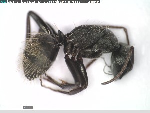  (Camponotus Chrysurus - DNA_T411)  @11 [ ] © (2024) Thomas Schmitzer Julius-Maximilians-Universität Würzburg