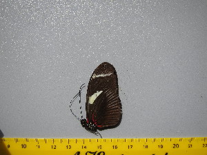  (Heliconius wallacei - A4_80_20230429_P56)  @11 [ ] CreativeCommons Attribution Non-Commercial Share-Alike (2024) Arne Weinhold LMU Munich