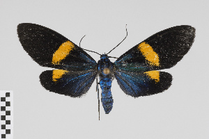  (Ctenucha nr cyaniris - Pe-Arc-0110)  @11 [ ] copyright (2025) Gunnar Brehm Friedrich-Schiller-University Jena