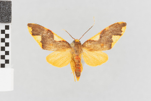  (Trichromia nr declivis - Pe-Arc-3523)  @11 [ ] copyright (2025) Gunnar Brehm Friedrich-Schiller-University Jena