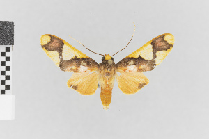 (Trichromia nr patara - Pe-Arc-3843)  @11 [ ] copyright (2025) Gunnar Brehm Friedrich-Schiller-University Jena