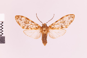  (Eucereon lineata - Pe-Arc-6307)  @11 [ ] copyright (2025) Gunnar Brehm Friedrich-Schiller-University Jena