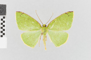  (Nematocampa viridis - Pe-Geo-5942)  @11 [ ] copyright (2025) Gunnar Brehm Friedrich-Schiller-University Jena