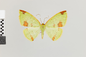  (Nematocampa viridis gr - Pe-Geo-8452)  @11 [ ] copyright (2025) Gunnar Brehm Friedrich-Schiller-University Jena