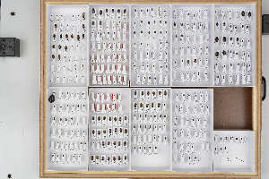  ( - AndDyt-CCDB29046-B02)  @11 [ ] CreativeCommons - Attribution Non-Commercial Share-Alike (2019) SNSB, Staatliche Naturwissenschaftliche Sammlungen Bayerns ZSM (SNSB, Zoologische Staatssammlung Muenchen)